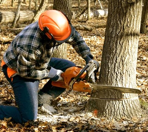 Tree Removal in Albert, KS